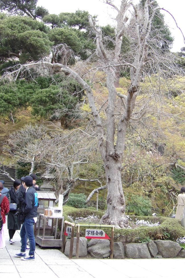 　気に掛かっている鎌倉市長谷3にある長谷寺の枝垂れ桜の開花であるが、これまでも明るい兆しは見えなかったが、さすがに開花の頃となって、もはやこれでおしまいかと思われる。<br />　今日見て来た鎌倉最大の枝垂れ桜（https://4travel.jp/travelogue/11474319）が一昨年は満開に花開いたが昨年は全く開花せず、今年は一昨年の4割程度の花を咲かせていた。そうしたことに一縷の望みを繋ぎ、来年の桜の時期を待つしかない。<br />（表紙写真は長谷寺の枝垂れ桜）