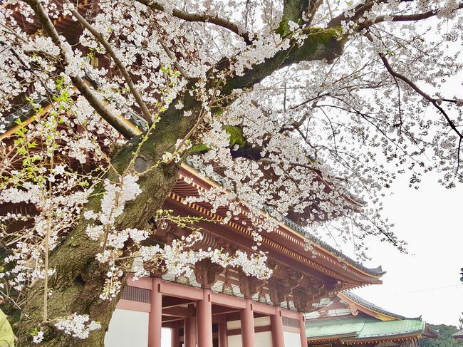 初訪問の池上本門寺。<br />花曇りではありましたが、ゆっくり桜を楽しむことができました。<br /><br />