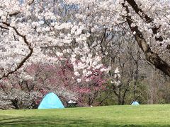 こどもの国、桜が見頃に・・・