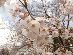 今年のお花見は砧公園で　～ラトリエ・ドゥ・プレジールのパンとワインと共に～