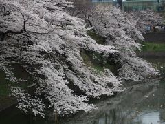 目黒川、千鳥ヶ淵、砧公園、夜桜ならぬ朝桜を見に行く。2019編