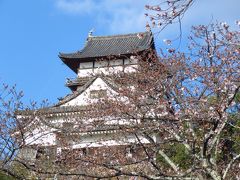 国宝　犬山城と桜