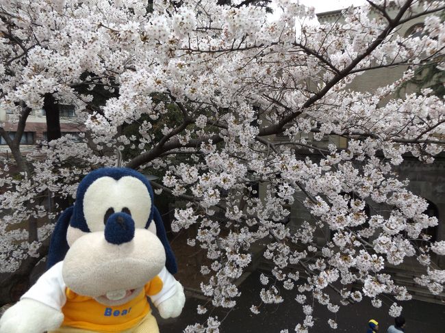 グーちゃんだよ。<br />２１日の開花後、寒さが続いたことで<br />１０日経った今でも、<br />未だ満開には程遠いお花見スポットが多いの。<br />この日も結構寒くて、手ぶくろして出動！！<br />そして、やってきたのは<br />この日３か所目のお花見スポット<br />天下の東京工業大学キャンパス！！<br />なぜ？？