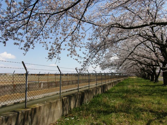 午前中のグランドゴルフが終わって、普段、ランチをしているメンバーで花見の話が持ち上がり・・・<br />静かなところでやりたいねの声に、選定されたのが久喜市菖蒲の見沼代用水沿いの桜並木の下で実施した。<br /><br />土・日ではないのと、少し風が出たからでしょうか、宴会をやる客はいなかったので、静かでゆっくり楽しむことが出来ました。<br /><br />帰りに、コーヒーでもと、田園の中にポツンとある喫茶店に寄るも、休みの為、菖蒲農協販売所で新鮮な野菜等を購入した後首都圏中央連絡自動車道の白岡菖蒲インターチェンジにあるサービスエリアでお茶をして帰りました。