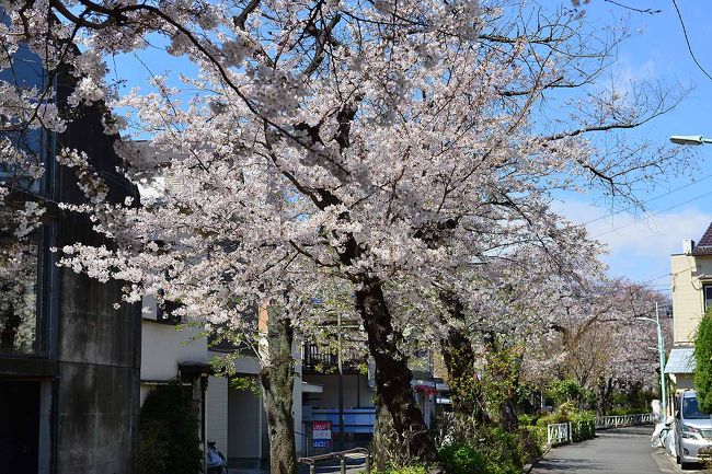いよいよサクラシーズン到来。ということで東急大井町線の緑道を歩いてみました。<br />東京の開花は３/22でしたが寒気の影響でずいぶん花もちがよろしいようで開花してからすでに10日は過ぎていますがまだ蕾もたくさんで今年はずいぶん長く楽しめそうです。