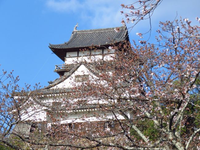 国宝　犬山城と桜北風が強く寒い中<br />行って来ましたがまだ、ちょっと早かったです