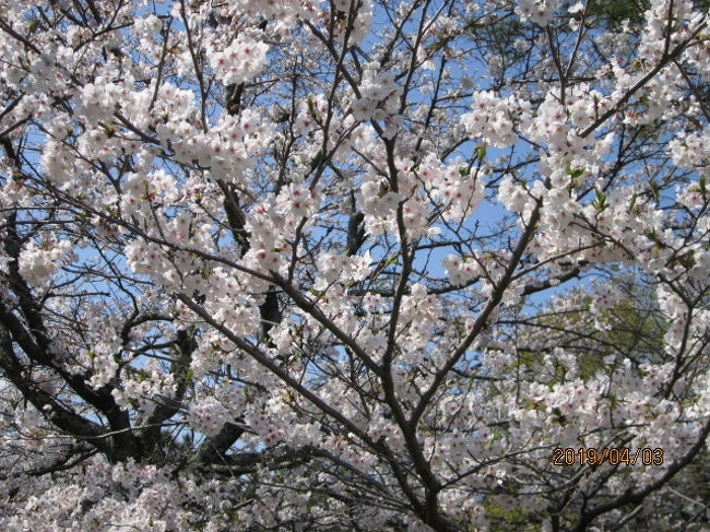 街歩き6・桜満開