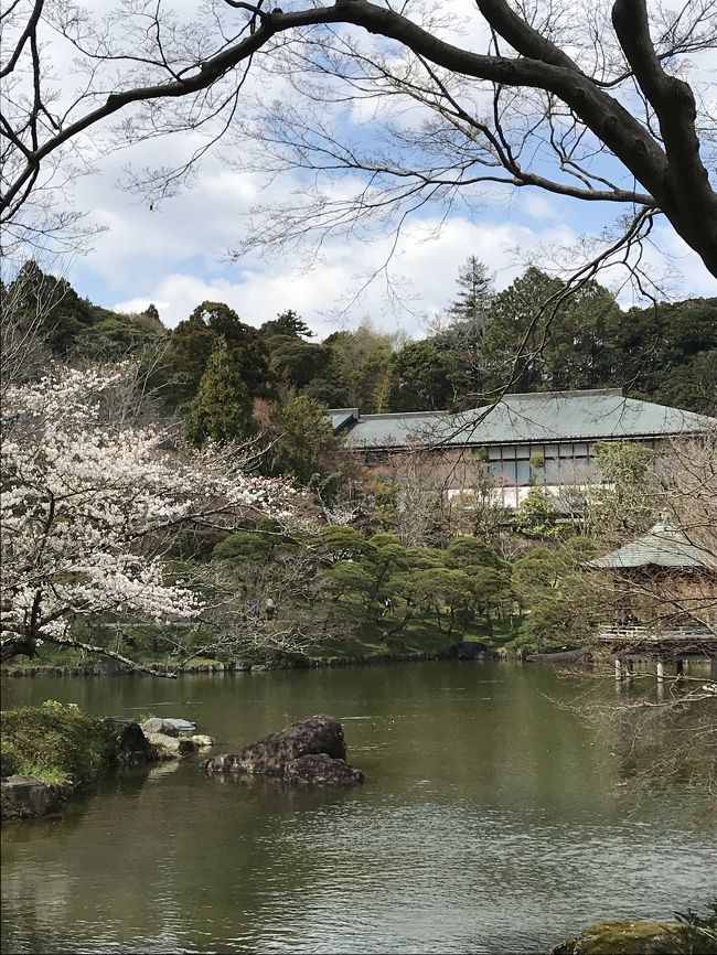 花を求めて おどり花見の成田山 成田 千葉県 の旅行記 ブログ By Miroさん フォートラベル