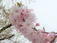 二度開花した冬桜は満開で見ごろでした