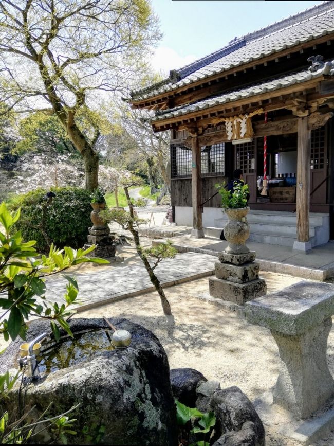 万葉集の歌碑があちこちにある太宰府<br />『令和』発表後ゆかりの地と紹介されている<br />『坂本八幡宮』住所 818-0133 福岡県太宰府市坂本3-14 <br />大宰府政庁跡正面から徒歩7~8分 およそ500m<br />大宰府政庁跡までのアクセス<br />*西鉄太宰府駅から バス旅人で10分<br />*西鉄「都府楼前」から徒歩9分(749m)<br /> 都府楼前駅・大宰府駅から太宰府市コミュニティバス利用<br /> 1回100円 乗り放題300円<br />*博多駅バスターミナルからだと32分で太宰府政庁跡で下車 <br />*JR「二日市」から車で10分<br />*福岡空港から車で30分<br />*太宰府インターから車で約5分<br /><br />7世紀後半 奈良時代 九州を統括する役所だった大宰府政庁<br />そこの長官が大伴旅人(おおとものたびと)<br />坂本八幡宮は大伴旅人の自宅があったとされる<br />そこで開かれた「梅花の宴」で詠まれた「梅花の歌」<br />三十二首の序文から採用された<br /><br />連日多くの人が参拝に訪れており <br />坂本八幡宮の御朱印が欲しい方も多いと思いますが<br />2019年4月現在 坂本八幡宮の御朱印は行ってないとのこと<br />”聖地巡礼”で訪れる観光客が増えそうです<br /><br />★追記 2019年5月1日<br />坂本八幡宮 御朱印事情変更になりました<br />元号が令和に変わった1日から御朱印の授与をはじめました<br /><br />★追記 2019年5月16日<br />今後は原則 月曜 木曜以外の日に御朱印の窓口開設するそうです