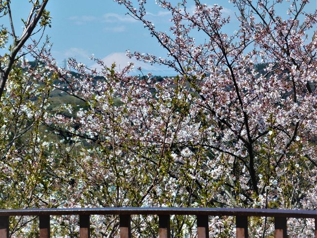 　今年のお花見は`さくら祭の衣笠山公園`にきました(3/31)。衣笠山公園の`上の広場`と`衣笠山展望台`には時間の関係でパスしましたが(&lt;令和&gt;の発表があって)、&lt;平成&gt;も最後年なので4/3に再度！  <br />　 上の広場も含めて衣笠山公園では桜と菜の花が満開でした(山道には桜と椿/タンポポも)；`さくら祭`が真っ盛り…`さくら祭の幟`が公園全体に飾ってありました♪　また、桜に囲まれた沢山の碑(衣笠地方に関係した人/団体と犬！)も微笑んでいるかもね,,　　衣笠山展望台は桜が満開で`雪の富士山`は晴天にハッキリと;雲も遠慮してました♪、横浜と横須賀を分ける円海山も、東京湾を見ると房総半島と船舶も、猿島と横須賀中心も、桜の間からと上から♪　　<br />　公園と展望台には徒歩ですが(公園入口/会場/上の広場はトイレ、自販機は公園入口、出店は上の広場、公園前に-衣笠神社の隣-駐車場(無料)があります。大通りから公園に向かう一本道は`桜通り`でした♪ 　