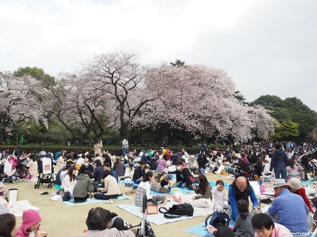 大混雑するのは承知ですが、でも行ってみたい新宿御苑のお花見。<br /><br />この日は、学生時代の友人から「新宿御苑のお花見へ行ったことがないので案内してほしい」とのリクエストを受け、劇混み覚悟で出掛けました。<br />この3月19日から入園料が値上げされたにもかかわらず、やはり凄い人でした。<br /><br />新宿御苑は1906年に「日本初の本格的な近代西洋式庭園として誕生、当初は皇室の庭園として管理されていましたが、現在は環境省が管轄する国民公園で、春の桜は最も親しまれています。<br />約65種類、1300本を超える桜が、長期間にわたり楽しめます。<br /><br />解説は、冊子「新宿御苑の桜」新サクラ ウォッチングを参照しています。