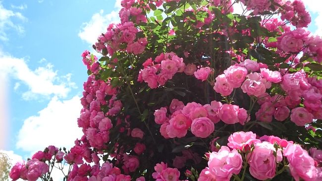お花好きの職場の大先輩が 行ってみたいということで<br /><br />花巻バラ園が見ごろの時期を狙って行ってきました(*^-^*)<br /><br />少し足を延ばして 江刺まで (*^-^*)