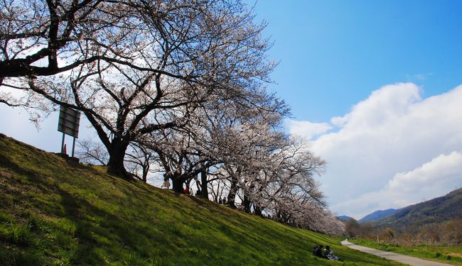 本日は今年の背割堤桜開花調査5回目です。<br />前回は3月31日でした。<br />http://4travel.jp/travelogue/11475539<br /><br />出掛けはお天気が良かったのですが、到着と同時に少し塊の混じった雨が降り始めて焦りました･･･? <br />直ぐに上がってくれましたが、曇り空が深くて画像がアンダー。<br />　<br />丁度朝の情報番組で報道もされておりましたが、今日の開花状況は3分咲きだそうです。<br />もっと少なそうでしたけどね。<br />未だ殆ど咲いてない木も有るし、少し先行型の5分咲きの木も有りました。<br /><br />ただ、金曜からの温度上昇で、満開が8日より前になるかも。<br />このまま行けば10日かな？（個人的予測）<br /><br /><br />次の調査は4月4日です。<br />https://4travel.jp/travelogue/11476696<br />