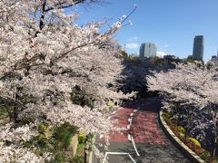 六本木界隈桜散歩