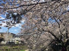 桜満開  弘明寺 大岡川