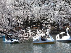 満開の桜　ＩＮ　井之頭公園　パート１