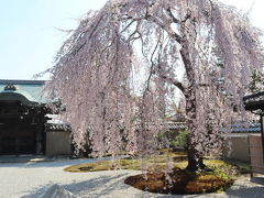 京都で桜めぐり。醍醐寺から清水寺、高台寺に円山公園でたっぷり春を楽しみました。