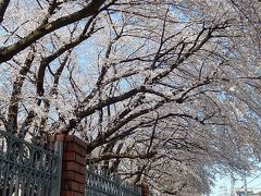 満開になった文京学院大学の桜