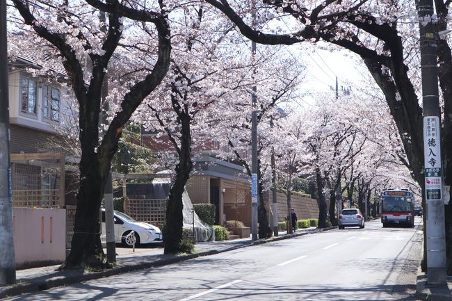 今日はお天気も良いので愛用しているミラーレスカメラを<br />持ってお散歩です。<br />横浜市青葉区にあるあざみ野周辺の桜スポットを散策していました。<br />満開の桜と青空がとってもきれいでした。<br />