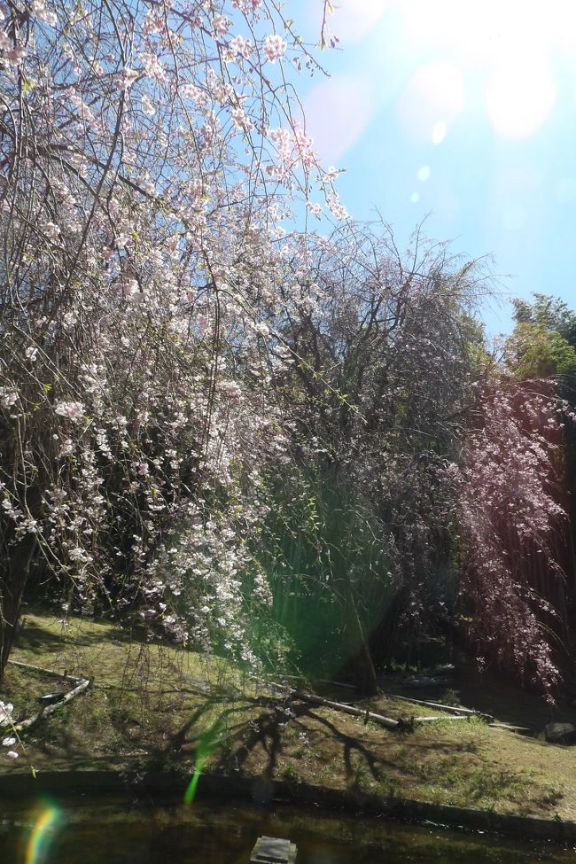 　JR真鶴駅の開花状況も勿論駐輪場・観光案内所の開花状況も「満開」である。荒井城址公園に向かうと前回（https://4travel.jp/travelogue/11473679）とは打って変わって、殆んどの枝垂れ桜の木が開花しており、満開の枝垂れ桜も多くある。ただし、ほんの2、3本程度は咲き出しで花を見るには偲びない。<br />　荒井城址公園のブランコには相変わらず近所の子供たちが遣って来て、遊んでいる。2人の小学生の女子児童のうちの1人は、前回もブランコを漕いでいた。「昼なのに家に帰らないのか？」と尋ねると、帰らないのだという。2人は売店で注文していた。<br />　広場のテーブルは注文したお客さん用と一般用に分けられているが、一般用ばかりが利用され、お客さん用はガラガラだ。今日は、読売新聞にここ荒井城址公園の枝垂れ桜の写真が載ったというので花見客は多い。しかし、それが売り上げにはさほど貢献してはいないようだ。<br />　今日は、駅で釣り竿を持ったおじさんに会ったが、「櫻は興味がない。嫌いだ。」と言われた。人生で初めて桜嫌いの日本人に出会った。<br />（表紙写真はほぼ咲き揃った荒井城址公園の枝垂れ桜）