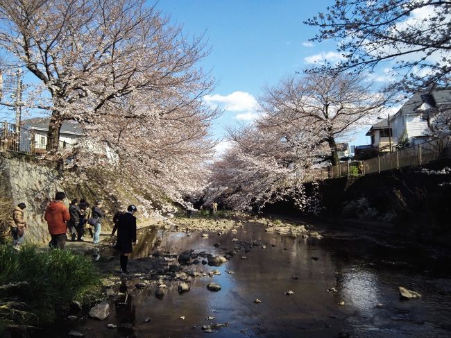 町田三大お花見スポットの第２弾は、毎度おなじみの恩田川遊歩道。<br />靖国神社の開花から遅れること早や２週間。いくら都心より気温の低い町田とはいえ、もう咲いているっしょ。<br />と自転車こいで出掛けます。