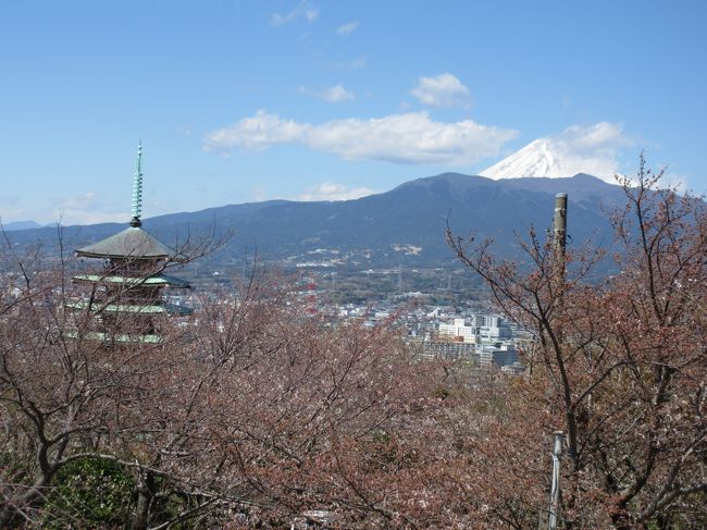 恒例の香貫山桜見物…今年は寒かったせいか…ソメイヨシノはまだ早かった。…珍しく富士山が見えたのに…駿河湾はエメラルドグリーンで綺麗でした。