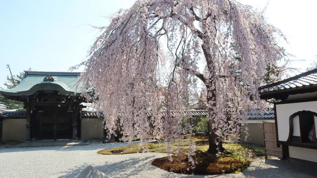 有効期限が切れそうなマイレージを使ってどこかに日帰りで出掛けよう！<br />ちょうど桜の季節だから、行っちゃう？京都。<br />開花宣言の予想とにらめっこ。<br />土日は避けて、4月4日あたりなら、どこかしらで桜が咲いていると踏んで、朝1番の便を予約しました。<br />あとはお天気。<br />こればかりは、天に祈るしかない！<br /><br />そして迎えた当日は、晴天に恵まれて、桜も満開。<br />最高のお花見となりました。 <br />