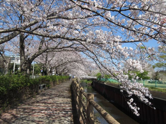 新聞に門池公園の桜の写真が載っていたのでお散歩がてら徒歩でいってきました。
