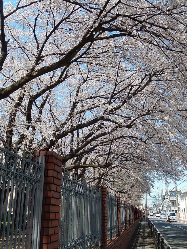 4月4日、午後0時20分過ぎにふじみ野市にある文京学院大学構内のソメイヨシノ桜を見に行きました。　ちょうど満開で素晴らしかったです。　長く続いている赤煉瓦の塀と塀の上を覆いかぶさるように咲いている満開の桜との色合わせが素敵でした。<br /><br /><br /><br />＊写真は文京学院大学の満開の桜