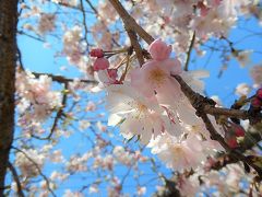 美しかった満開の冬桜