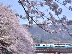 湯河原駅周辺に咲き広がる満開な桜の風景を探しに訪れてみた