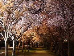 平成最後の夜桜鑑賞＠大阪狭山市　狭山池公園はほぼ満開です。2019