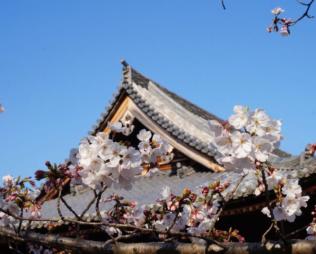 春うらら、今日は湯浅にお出かけ。<br />市街地に広がる重伝建保存地区や熊野古道を散策、心和む一時でした。<br />湯浅散策ののち、道成寺にお参り。<br />安珍・清姫伝説ゆかりの道成寺、桜咲く静かな境内に癒されました。