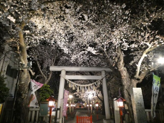 夜桜を求めてネットサーフィンしてみると、埼玉県鴻巣で桜がきれいな鴻巣公園と鴻神社でライトアップしているという情報があったので行ってみました。