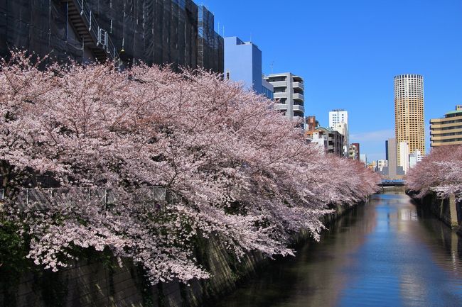 気象庁から東京の桜満開が発表されてから6日目。そろそろ目黒川の両岸の桜も見頃と思われるので行って来ました。<br />林試の森公園→禿坂→目黒川（目黒不動駅（亀の甲橋）から中目黒駅）→祐天寺の順で散策しました。<br />中目黒駅周辺は激混みでしたので、逆回りで巡った方が良かった感じです。<br />午前中晴・午後雨の天気予報でしたので、朝早くに出かけてお昼には戻ってきました。帰宅してしばらくしたら雨が降ってきたので早朝出発は正解でした。<br />表紙は、目黒川の桜。中里橋（中目黒と目黒の中間あたり）から撮影。