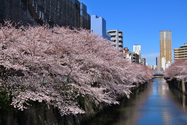 気象庁から東京の桜満開が発表されてから6日目。そろそろ目黒川の両岸の桜も見頃と思われるので行って来ました。<br />林試の森公園→禿坂→目黒川(目黒不動駅(亀の甲橋)から中目黒駅)→祐天寺の順で散策しました。<br />中目黒駅周辺は激混みでしたので、逆回りで巡った方が良かった感じです。<br />午前中晴・午後雨の天気予報でしたので、朝早くに出かけてお昼には戻ってきました。帰宅してしばらくしたら雨が降ってきたので早朝出発は正解でした。<br />表紙は、目黒川の桜。中里橋(中目黒と目黒の中間あたり)から撮影。