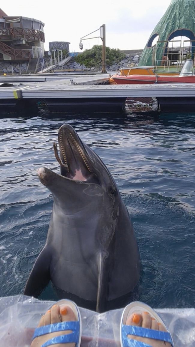 春休み女子旅2日目です。<br /><br />朝食はフォーシーズン。美ら海水族館に行って、ランチはセイルフィッシュカフェ。<br /><br />午後はルネッサンスフロア限定のイルカのプログラム、スプラッシュドルフィン。<br /><br />夕方ははくまのみ号の夕日ウオッチング。
