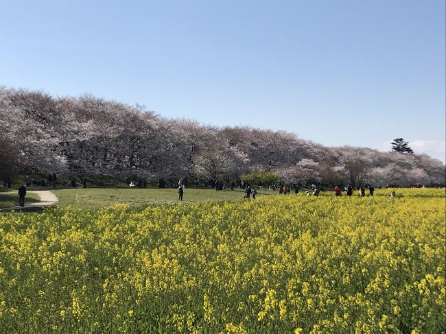 2019.4.3<br />幸手の権現堂桜堤からの館林鯉のぼり<br />今週の土日もきっと綺麗です。<br />是非、お勧めします。<br /><br />