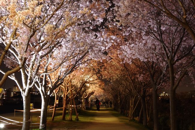 平成最後の夜桜鑑賞＠大阪狭山市　狭山池公園はほぼ満開です。2019