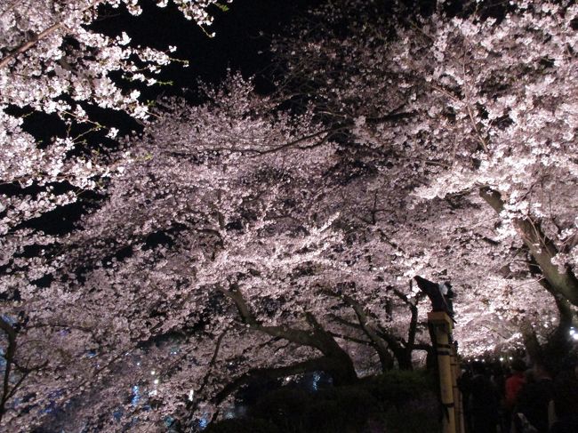 2019年4月　夜桜（千鳥ヶ淵）