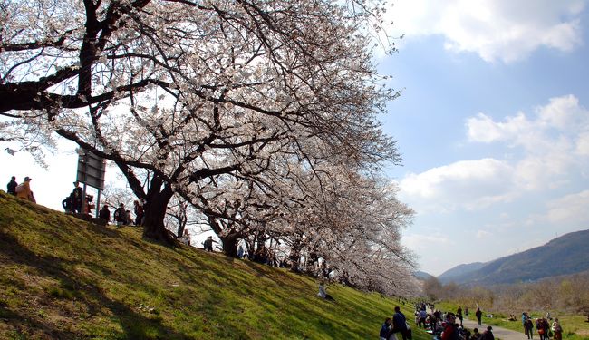 2019年背割堤桜並木開花情報６