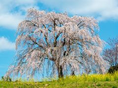 宮城の里しだれ桜　2019