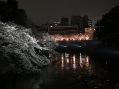 千鳥ヶ淵の夜桜