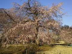栃木、つがの里、大平山、桜の開花速報2019