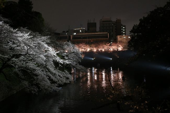 千鳥ヶ淵の夜桜