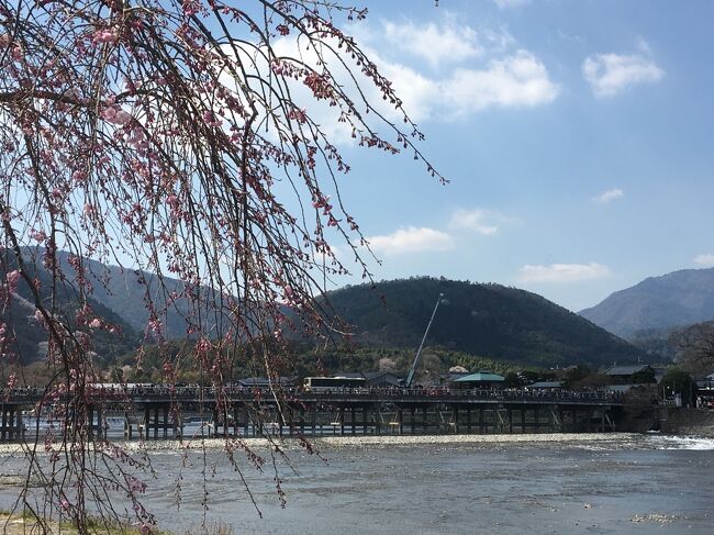 2日め。<br />ホテルから最寄りの駅が、嵐電大宮駅。嵐山に行ってくださいって感じですね(^^;)嵐山も嫌いじゃないから(てか、大好き)2日目はそちら方面に。<br /><br />嵐山って、桜というより紅葉のイメージ。ホテルの桜情報では、嵐山は3分咲き(^^;)まぁ、探せばあるでしょう桜。<br />昨日も食べたけど、やっぱりわらび餅食べたいし、ランチはどうしよ?ツレは京料理食べる気まんまんやけど、高いんよ!<br /><br />桜求めての百鬼夜行、昨日は23,000歩も歩いてる!今日もそれくらい歩くやろね(^^;)