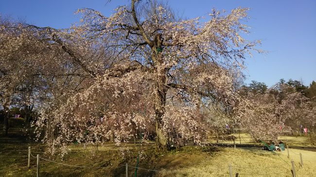 ・鹿沼いちごアリーナのテニス教室は木曜日１３時半からになりました。<br /><br />2019年4月4日の開花状況。<br /><br />・「つがの里」ソメイヨシノ、枝垂れ桜はほぼ満開。山桜、八重桜はまだつぼみ。<br /><br />・大平山、ソメイヨシノはほぼ満開。神社の枝垂れ桜はまだつぼみ。<br /><br />鹿沼いちごアリーナのテニス教室が冬の休みを終えて、4月から再開されました。第一回目の4日はとても天気が良い予報なのと、栃木の各地で桜祭りが行われているため、両方を目的にして行ってみることにしました。<br />