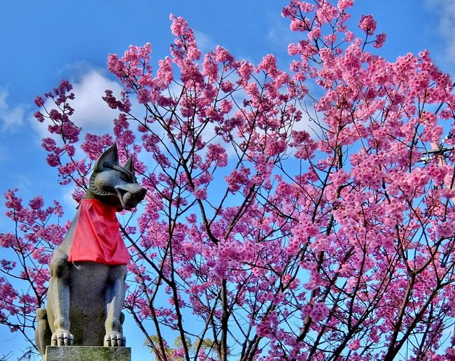 桜の時期の京都!伏見稲荷大社の お山めぐりがメイン!<br />ホテルは 伏見稲荷大社まで 徒歩圏内の <br />アーバンホテル京都 <br /> 1人 6,500円 朝食付き(^O^)v<br /><br />ブログは『猫と買い物とDME』<br />https://plaza.rakuten.co.jp/siempre/<br /><br />京都 伏見稲荷大社 前半 <br /> https://plaza.rakuten.co.jp/siempre/diary/201904040000/<br />京都 伏見稲荷大社 後半<br /> https://plaza.rakuten.co.jp/siempre/diary/201904050000/<br />アーバンホテル京都<br /> https://plaza.rakuten.co.jp/siempre/diary/201904030000/<br /><br /><br /><br />