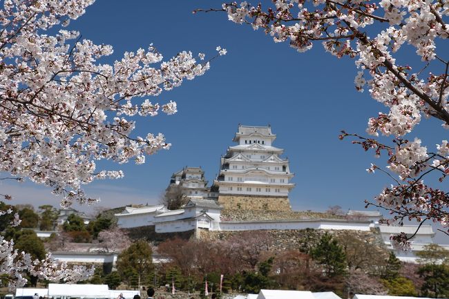 ちょっと早かったけど姫路城へ花見に出かけてきました